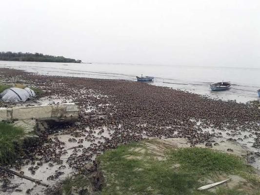 高背跟過背龍魚的差別大嗎：-高背龍魚與高背龍魚的差異，過背龍魚需要哪些條件 水族問答 第2張