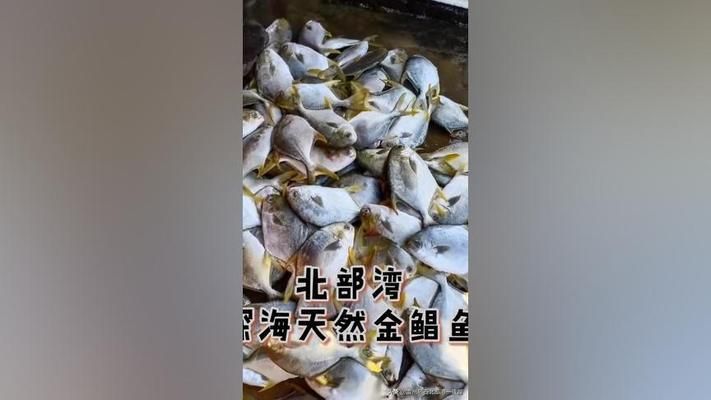 黑金魟魚飼料營養(yǎng)價值分析：黑金魟魚飼料的營養(yǎng)價值 魟魚百科 第4張