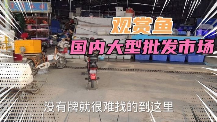 觀賞魚市場供需動態(tài)：2024-2029年中國觀賞魚市場供需變化趨勢預(yù)測 觀賞魚百科 第5張