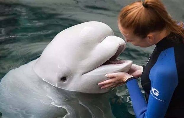 世界十大水族館排名榜：世界上最大的水族館之一，世界十大水族館之一