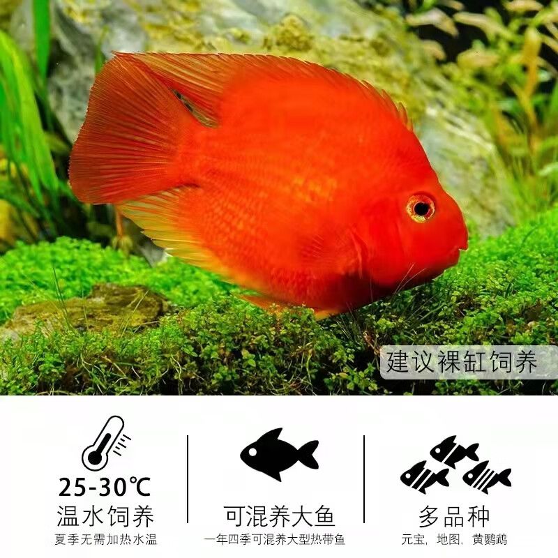 元寶鳳凰魚水溫：元寶鳳凰魚對(duì)水溫有一定的要求以下是關(guān)于元寶鳳凰魚水溫的詳細(xì)信息