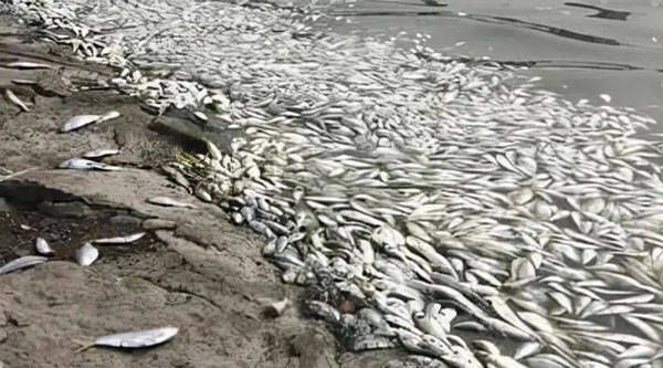 高背金龍魚會變過背金魚嗎：如果高背金龍魚被放在魚缸里，會影響它的健康成長嗎 水族問答 第3張