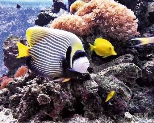 水族館布置圖：關于水族館布置圖的一些詳細信息 水族館百科（水族館加盟） 第3張