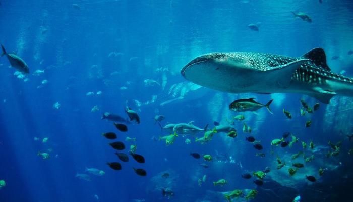 水族館布置圖：關于水族館布置圖的一些詳細信息 水族館百科（水族館加盟） 第1張