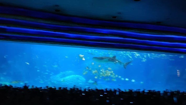 世界最大水族館展示窗：世界上最大的水族館展示窗位于珠海長(zhǎng)隆海洋王國(guó) 水族館百科（水族館加盟） 第2張