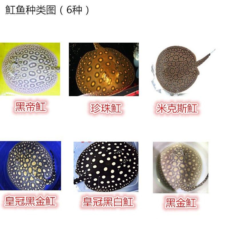 黑金魟魚(yú)飼料選擇技巧：黑金魟魚(yú)飼料品牌推薦 魟魚(yú)百科 第5張