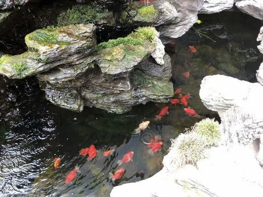 觀賞魚飼料中脂肪酸的作用：脂肪酸在觀賞魚飼料中具有多重重要作用