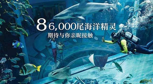 水族館有表演嗎：美人魚表演背后的故事