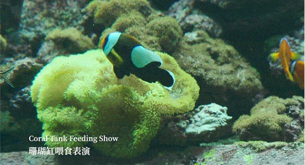 水族館有表演嗎：美人魚表演背后的故事 水族館百科（水族館加盟） 第4張