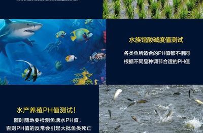 水族館文章：上海海洋水族館