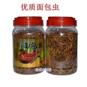 龍魚下黃粉多久才見效：龍魚下黃粉后藥效通常持續(xù)1-3天