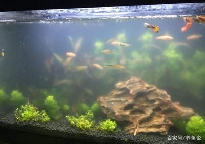 觀賞魚水質(zhì)管理技巧分享：關(guān)于觀賞魚水質(zhì)管理的技巧 觀賞魚百科 第5張