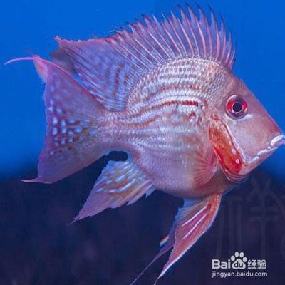 元寶鳳凰魚(yú)怎么繁殖的呢：元寶鳳凰魚(yú)繁殖成功率提升方法和注意事項(xiàng)和注意事項(xiàng) 元寶鳳凰魚(yú)百科 第4張