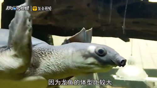 豬鼻龜能否與其他寵物一起飼養(yǎng)？：豬鼻龜與清道夫魚混養(yǎng)技巧，豬鼻龜與龍魚混養(yǎng)指南 豬鼻龜百科 第5張