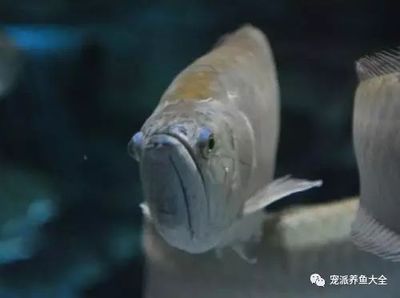 龍魚溫度多少最佳喂食呢：龍魚喂食頻率與水溫關(guān)系,不同季節(jié)龍魚水溫管理技巧 龍魚百科 第4張