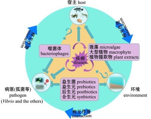 噬菌體治療觀賞魚的最新研究：噬菌體在觀賞魚治療中的應(yīng)用