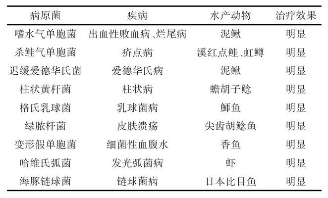 噬菌體治療觀賞魚的最新研究：噬菌體在觀賞魚治療中的應(yīng)用 觀賞魚百科 第4張