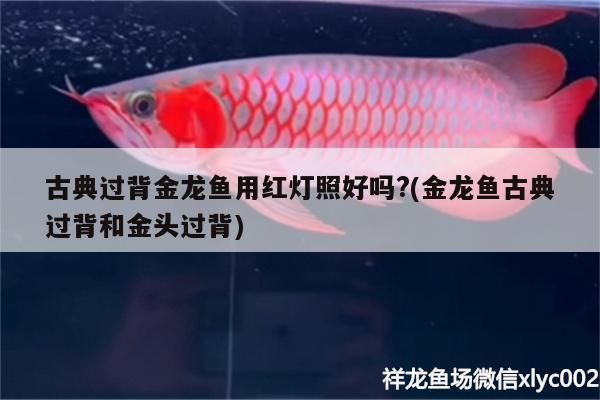 古典過(guò)背金龍魚(yú)的眼睛圖片：古典過(guò)背金龍魚(yú)眼睛顏色變化原因如何辨別金龍魚(yú)眼睛品質(zhì) 金龍魚(yú)百科 第4張