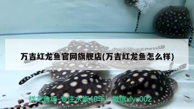 萬吉紅龍魚怎么樣：萬吉紅龍魚市場價格趨勢如何鑒別高品質(zhì)萬吉紅龍魚 紅龍魚百科 第1張