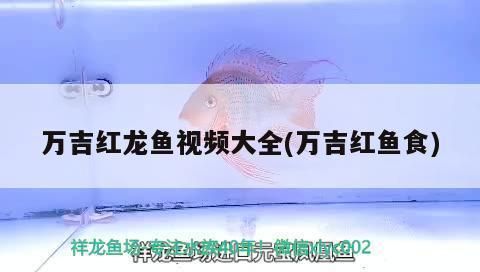 萬吉紅龍魚怎么樣：萬吉紅龍魚市場價格趨勢如何鑒別高品質(zhì)萬吉紅龍魚 紅龍魚百科 第4張