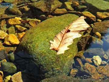 巢湖觀賞魚批發(fā)市場：巢湖觀賞魚批發(fā)市場優(yōu)惠 全國觀賞魚市場 第7張