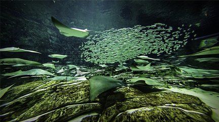 水族論壇交易安全指南：如何在水族論壇上進(jìn)行交易 龍魚百科 第3張