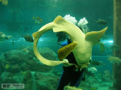 水族館門票價格：2018上海海洋水族館門票價格 水族館百科（水族館加盟） 第3張