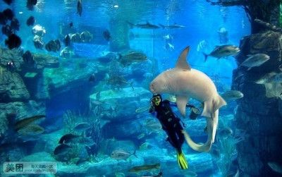 水族館門票價格：2018上海海洋水族館門票價格 水族館百科（水族館加盟） 第5張