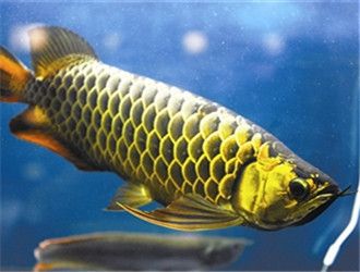 怎樣挑選過(guò)背金龍魚(yú)飼料呢圖片及價(jià)格：如何挑選過(guò)背金龍魚(yú)飼料 金龍魚(yú)百科 第5張