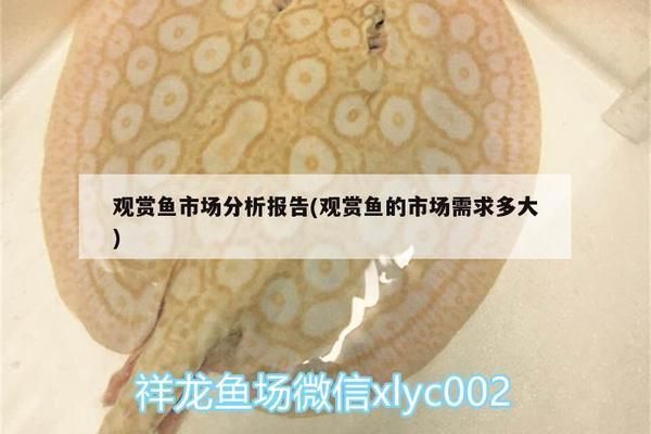 觀賞魚市場供需關系探究：觀賞魚市場供需平衡受到多種因素共同作用 觀賞魚百科 第3張