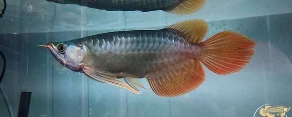 夏季金龍魚換水頻率調(diào)整：夏季金龍魚換水頻率的具體調(diào)整建議