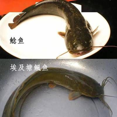 高清紅龍魚壁紙：一張高清紅龍魚壁紙 水族問(wèn)答 第1張