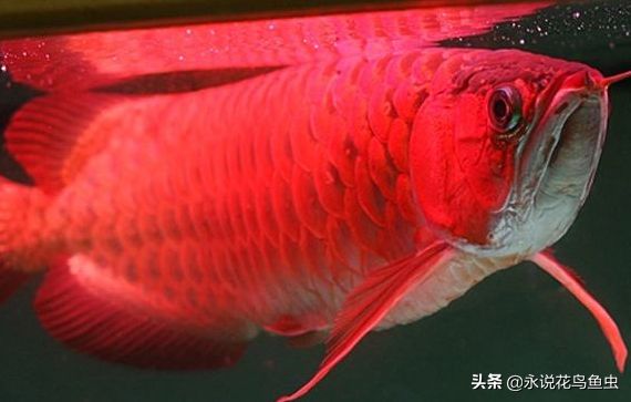 比紅龍魚貴的魚有哪些品種：比紅龍魚貴的品種包括金龍魚和錦鯉,金龍魚和錦鯉 龍魚百科 第5張