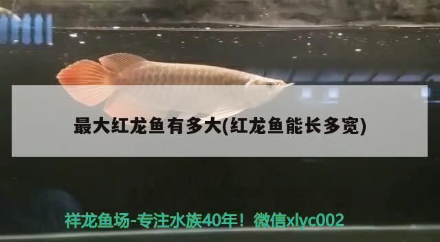 觀賞魚紅龍魚能長(zhǎng)多大：紅龍魚一年能長(zhǎng)多大 觀賞魚百科 第4張