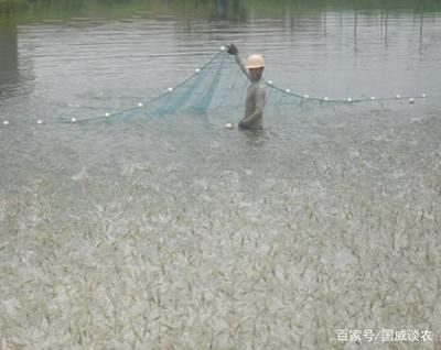 福魟魟魚養(yǎng)殖密度的最佳實踐：關(guān)于“福[需手動填充][需手動填充]魚養(yǎng)殖密度的最佳實踐”的探討 魟魚百科 第3張