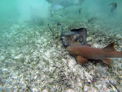 魟魚環(huán)境變動適應(yīng)技巧：養(yǎng)魚過水過程中的注意事項 魟魚百科 第2張