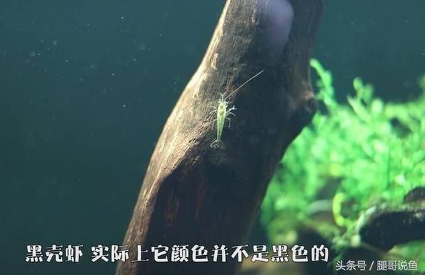 魚缸景觀樹掉渣：魚缸景觀樹養(yǎng)護技巧，沉木景觀樹選購指南，魚缸景觀樹掉渣原因 魚缸百科 第4張