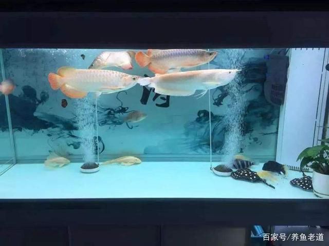 各種龍魚價格一覽表：全面的龍魚價格一覽表，涵蓋不同品種和尺寸的龍魚價格范圍 水族問答 第1張