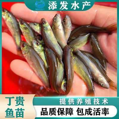 各種顏色的金龍魚：關(guān)于金龍魚的五個(gè)疑問 水族問答