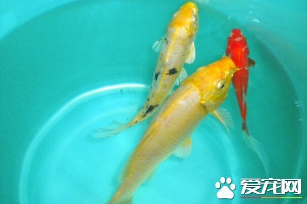 如何改善觀賞魚飼養(yǎng)環(huán)境：觀賞魚水質(zhì)凈化技巧，魚缸過濾系統(tǒng)選購(gòu)指南 觀賞魚百科 第4張