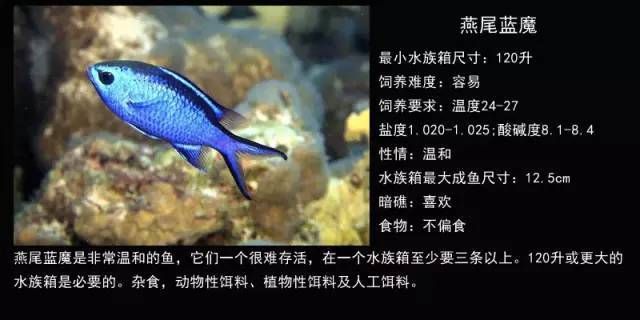 不同觀賞魚(yú)對(duì)鹽的需求差異：不同觀賞魚(yú)對(duì)鹽的需求存在顯著差異對(duì)養(yǎng)魚(yú)愛(ài)好者來(lái)說(shuō)非常重要 觀賞魚(yú)百科 第3張