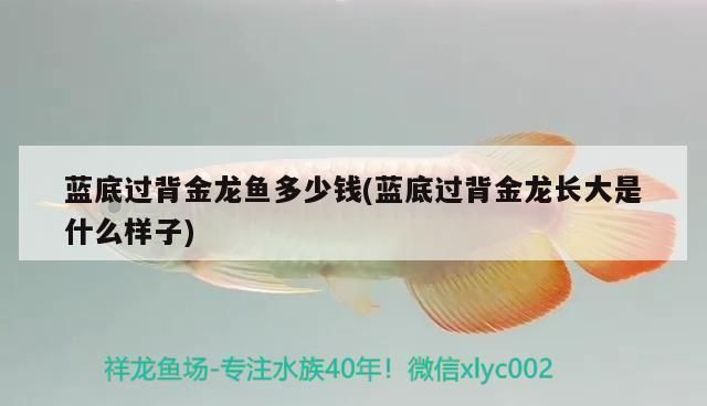 金頭過背金龍魚好還是藍底過背金龍魚好：如何鑒別金頭過背金龍魚和藍底過背金龍魚的優(yōu)劣和優(yōu)勢