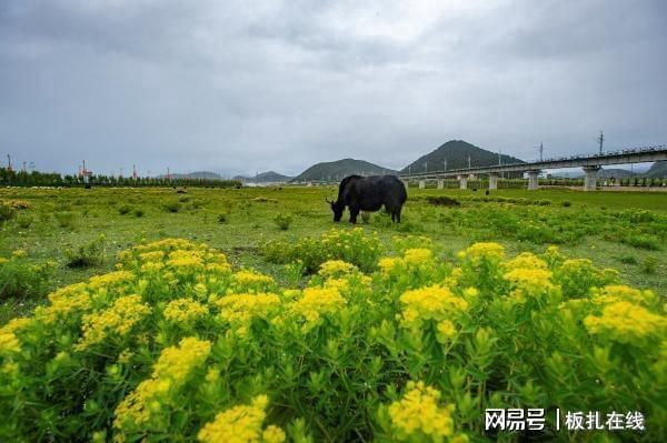 迪慶藏族自治州觀賞魚批發(fā)市場：迪慶觀賞魚批發(fā)市場 全國觀賞魚市場 第4張