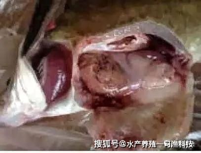 魟魚疾病預(yù)防日常護理：魟魚疾病預(yù)防與日常護理 魟魚百科 第4張