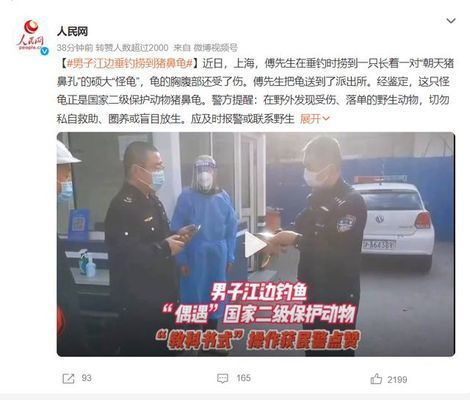 豬鼻龜是瀕危動物嗎為什么不能養(yǎng)：為什么豬鼻龜被禁止銷售 豬鼻龜百科 第1張