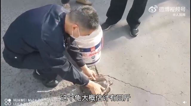 豬鼻龜是瀕危動物嗎為什么不能養(yǎng)：為什么豬鼻龜被禁止銷售 豬鼻龜百科 第3張