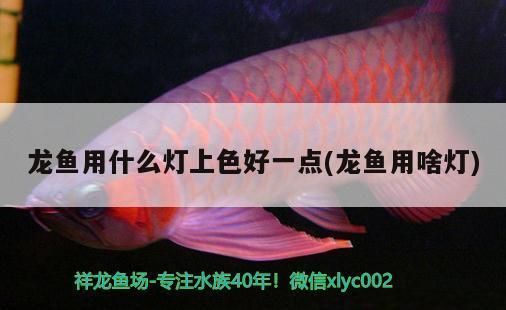 龍魚用什么燈光養(yǎng)最好活：關(guān)于龍魚燈光養(yǎng)護的詳細建議 龍魚百科 第3張