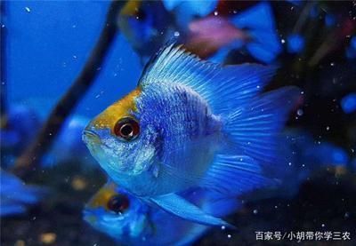 觀賞魚批發(fā)市場價(jià)格趨勢：觀賞魚市場價(jià)格產(chǎn)生影響