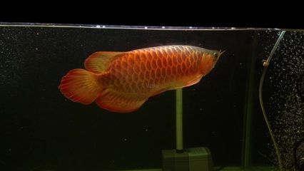 紅龍魚價格多少錢一條最貴的魚：紅龍魚市場價格波動原因 紅龍魚百科 第5張