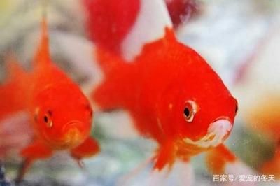 觀賞魚常見疾病預防措施：觀賞魚常見疾病預防措施包括以下幾點：1)保持水質清潔 觀賞魚百科 第2張